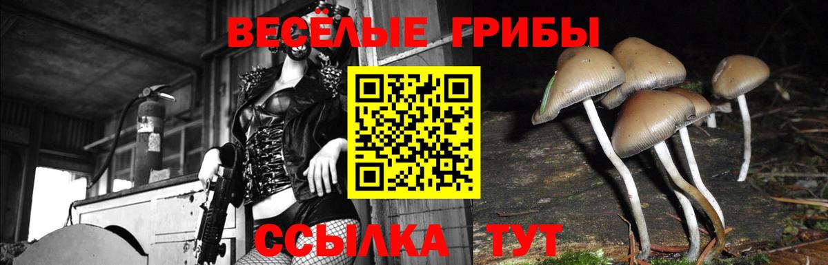 Галлюциногенные грибы прущие грибы  Вход с VPN  Галлюциногенные грибы мицелий  Вологда 